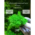 Мох ягель стабилизированный декоративный для творчества обрезки