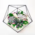 Флорариум с суккулентами Бархатная нежность Икосаэдр 16см