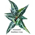 Алоказия Бамбино голд / клубень