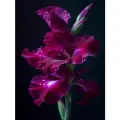 Алмазная мозаика на подрамнике 40x50 см. BoomBoomShop. Плачущий бархат в ночи гладиолус