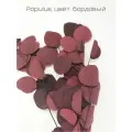 Эвкалипт стабилизированный / Популус (Eucalyptus Populus) 70-75 см