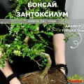 Бонсай Зантоксилум, Желтодревесник (Zanthoxylum), домашнее дерево