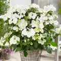 Гортензия крупнолистная Ранавей Брайд, гортензии, белый
