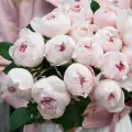 Роза флорибунда Пиони Пинк (Peony Pink) / 2 шт, пионовидный сорт