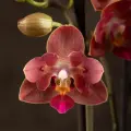 Орхидея Фаленопсис бабочка Алекса 2 ст