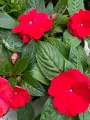 Бальзамин цветущий новогвинейский Скарлет 25*12