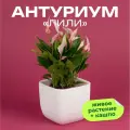 Антуриум Лили высота 30 см в кашпо Фабио 1.9л цвет белый