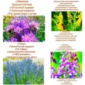 Набор медоносных трав/сидератов,800гр (Донник+Фацелия+Синяк+Козлятник)