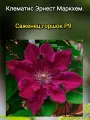 Клематис Эрнест Маркхем