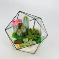 Флорариум с кактусом / Комнатное растение / Подарок