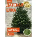 Живая елка Пихта Нордмана Стандарт/Датская елка 150-175 см, не осыпается