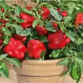 (Семена) Перец сладкий комнатный ПИК, крупноплодный (20шт)