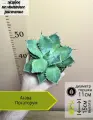 Агава Потаторум, D11см Н15см, 1шт, Нидерланды