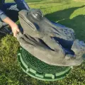 Крышка на люк лягушка