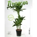 Драцена фрагранс джанет линдени высота 70-80 см в технологическом горшке d21 см