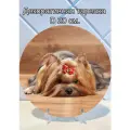Декоративная тарелка Йоркширский терьер