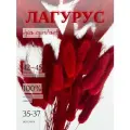 Сухоцвет Лагурус красный для декора, букет Зайцехвост, Stabflora