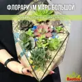 Флорариум с суккулентами Марс большой