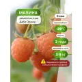 Малина ремонтантная Дабл Оранж / 3 шт, малины, морозостойкий сорт, 3 – 5 кг с растения
