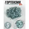 Гортензия стабилизированная