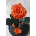 Живая Роза в колбе TheRoseDome Premium, цветок в колбе, вечная роза, подарок, декор для интерьера, цвет: оранжевая