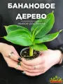 Банан Муса Акумината (Musa Acuminata) D6см, растение в горшке