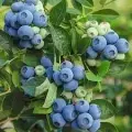 Голубики Биг Блю, многолетнее, высота 30 см, синий цвет