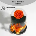Стабилизированные цветы в стекле, Роза в колбе живая Bella оранжевая, GIFT4YOU