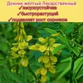 Донник желтый семена 1 кг медонос, сидират для сада/ пасеки