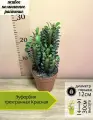 Молочай (Эуфорбия) трехгранный Рубра, D12см H25см, 1шт, Нидерланды