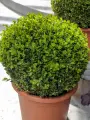 Самшит вечнозеленый (Buxus sempervirens) / декоративный, многолетний сорт