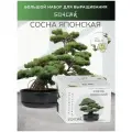Набор для выращивания растений бонсай Сосна японская Сад Радости