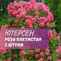 Роза плетистая Розариум Ютерсен ( Rosarium Uetersen) / 2 шт, ароматный сорт
