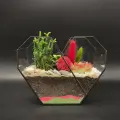 Флорариум с суккулентами Succulenteria в стеклянной форме сердце