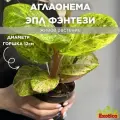 Аглаонема Эпл Фэнтези, или Aглаонема Пинк Эсмеральд (Aglaonema Apple Fantasy) D12см, растение в горшке