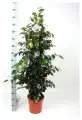 Фикус Бенджамина Даниэль (35)