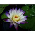 Кувшинка (Нимфея) Пурпл Джой (Nymphaea Purple Joy) пурпурная, белая