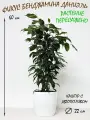 Фикус Бенджамина Даниэль в белом кашпо с автополивом, высота 60-65см