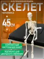 Анатомическая модель СКЕЛЕТ человека на подставке настольная 45см