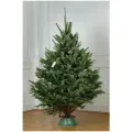 Живая пихта Фразера 1,25-1,5м (подставка не в комплекте)