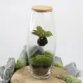 Флорариум экосистема с живыми цветами и мхом, с зелёной фиттонией, 29 см