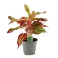 Аглаонема Ред Фаир (D-12, H-30)