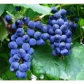 Виноград Триумф / 2 шт, морозостойкий, раннеспелый, столовый сорт