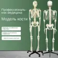 Скелет человека, анатомическая модель для детей, Скелет учебный анатомический 180 см, в полный рост, на штативе + Учебный плакат