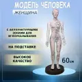 Анатомическая модель для акупунктуры женщина с точками рефлексотерапии 60см