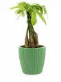 Пахира акватика Дерево Счастья высота 40-50 см в кашпо Эви VipSet 1,5л, цвет зеленый, d14 см