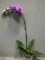 Фаленопсис Каскад Dreamgirls, орхидея, прозрачный горшок, фиолетовый, 10см, 55см