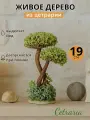 Деревце Cetraria Нежные чувства, настольная композиция, ручная работа, 19см