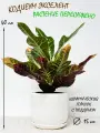 Кодиеум Экселент (Кротон) в белом керамическом горшке с поддоном, высота 40-45см