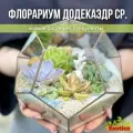 Флорариум с Суккулентами Додекаэдр средний